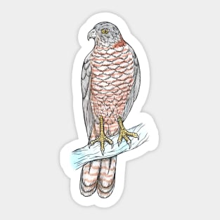 Brown Goshawk Sticker